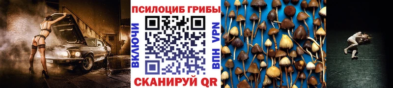 Псилоцибиновые грибы Psilocybe  кракен ссылки  Коломна  как найти  